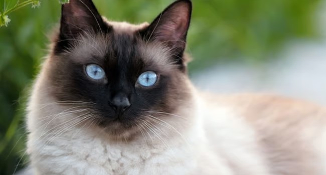 Siamese